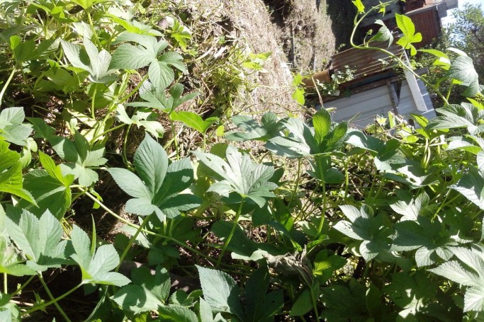 065e7d430683e4bc6f9f24f4080bace0