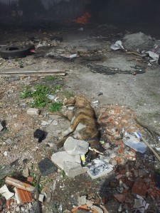 13933281_1208102715887933_1121444286_n