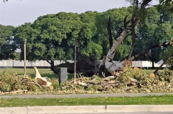 Vecinos denuncian tala masiva de árboles por obras en la autopista ...